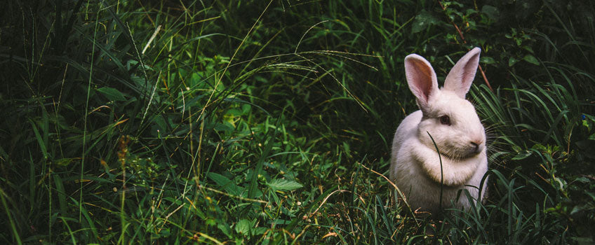 Wissen, wie der Hase läuft