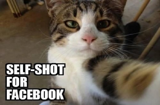 Die 5 Typen der Cat Selfies